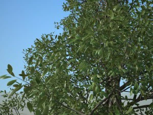 albero n.3 Modello 3D