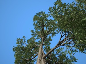 tree no 3 3D-Modell