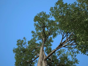 albero n.3 Modello 3D