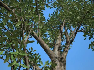 albero n.3 Modello 3D