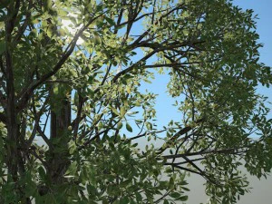 albero n.3 Modello 3D