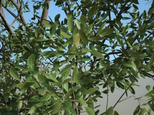 albero n.4 Modello 3D