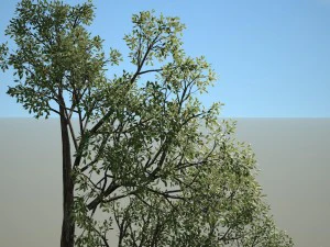 albero n.4 Modello 3D