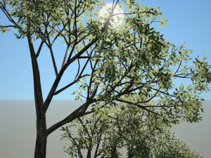 albero n.4 Modello 3D