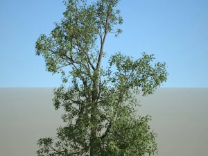 albero n.4 Modello 3D