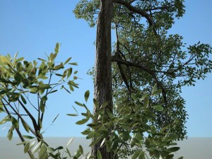 albero n.4 Modello 3D