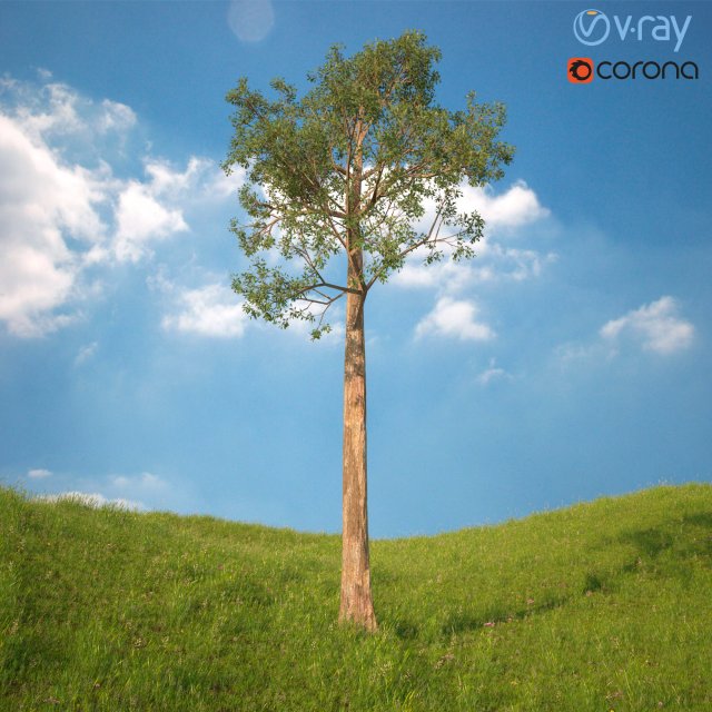 tree no 5 Modelo 3D .c4d .max .obj .3ds .fbx .stl .blend 