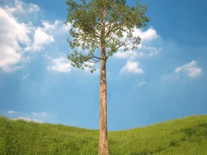 5 numaralı ağa&ccedil; 3D Model