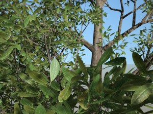 tree no 5 Modelo 3D