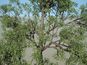 tree no 5 Modelo 3D