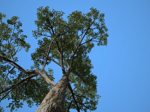 tree no 5 Modelo 3D