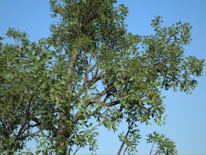tree no 5 Modelo 3D