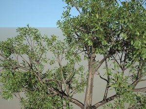 tree no 5 Modelo 3D