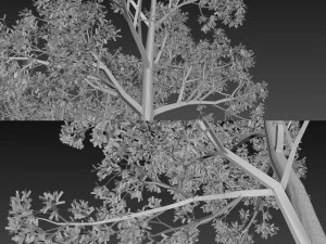 tree no 5 3D Model