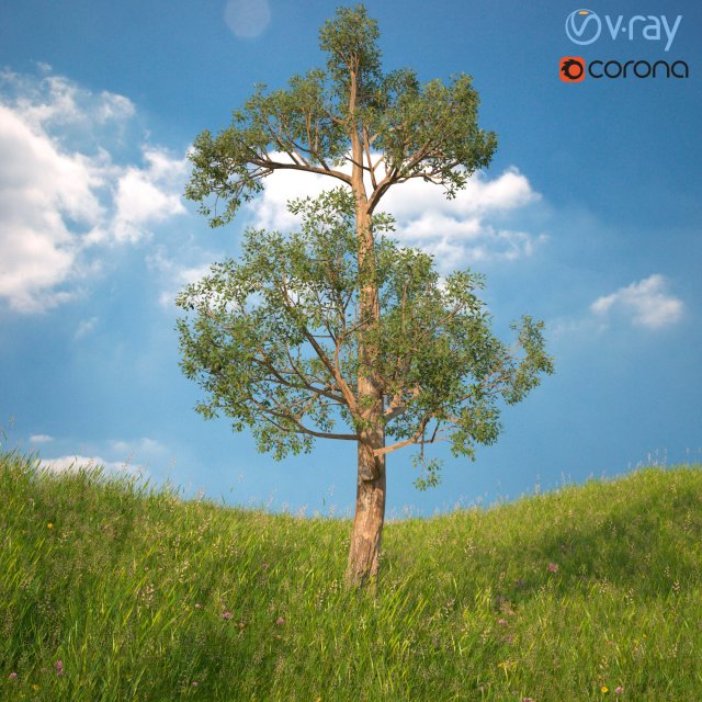 tree no 2 3D Model .c4d .max .obj .3ds .fbx .stl .blend 