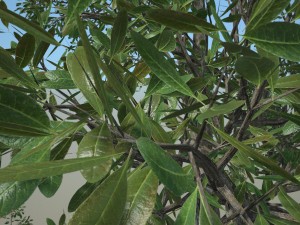 tree no 2 3D Model