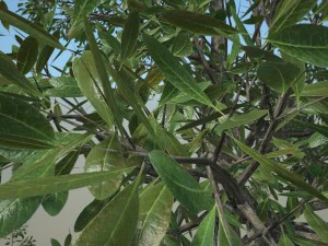 tree no 2 3D Model