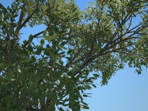 tree no 2 3D Model