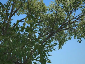 tree no 2 3D Model
