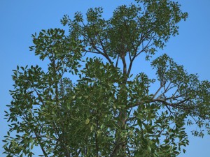 tree no 2 3D Model