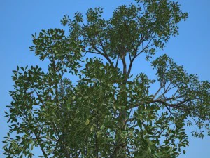 tree no 2 3D Model