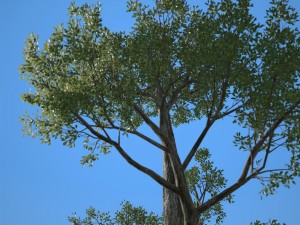 tree no 2 3D Model