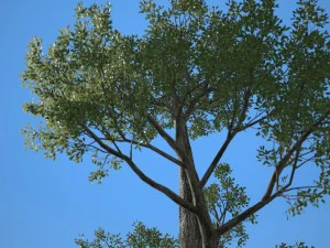 tree no 2 3D Model