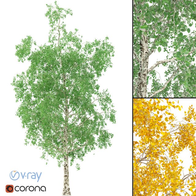 birch tree no 1 3 seasons Modelo 3D .c4d .max .obj .3ds .fbx .stl .blend 