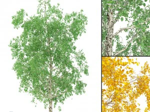 brzoza nr 1 3 pory roku Model 3D