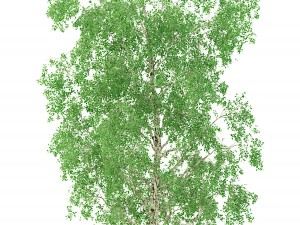 birch tree no 1 3 seasons Modelo 3D