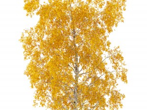 birch tree no 1 3 seasons Modelo 3D