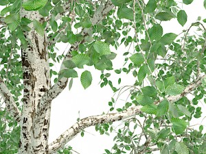 birch tree no 1 3 seasons Modelo 3D