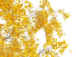 birch tree no 1 3 seasons Modelo 3D