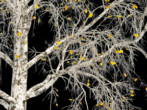 birch tree no 1 3 seasons Modelo 3D