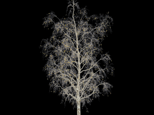 birch tree no 1 3 seasons Modelo 3D