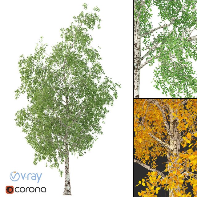 birch tree no 2 3 seasons 3Dモデル .c4d .max .obj .3ds .fbx .stl .blend 