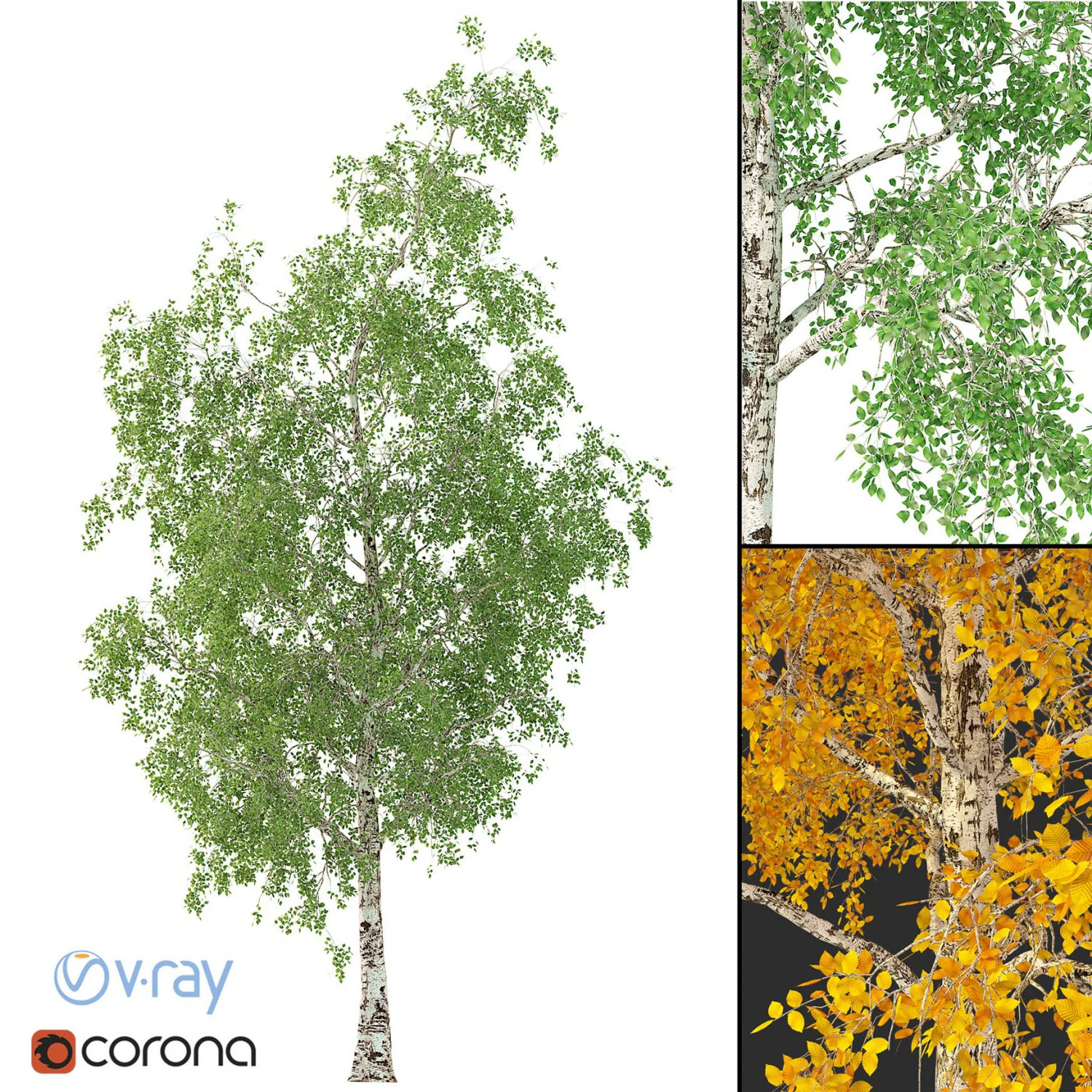 birch tree no 2 3 seasons 3D Model .c4d .max .obj .3ds .fbx .stl .blend