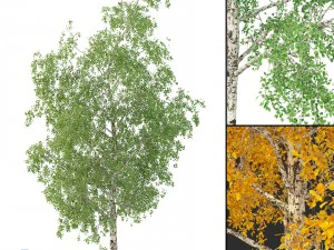 huş ağacı no 2 3 mevsim 3D Model