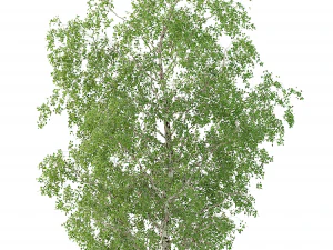 birch tree no 2 3 seasons 3D Model