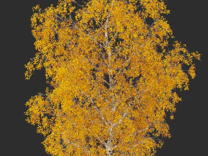 birch tree no 2 3 seasons 3D Model