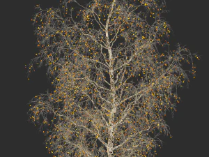 birch tree no 2 3 seasons 3D Model