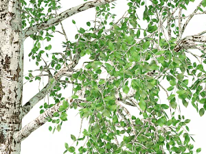 birch tree no 2 3 seasons 3D Model