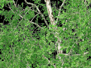 birch tree no 2 3 seasons 3Dモデル