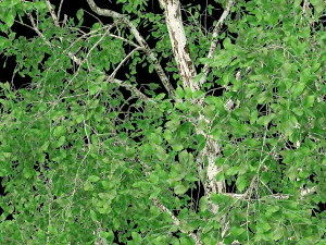 birch tree no 2 3 seasons 3D Model