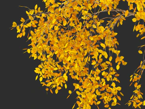 birch tree no 2 3 seasons 3D Model