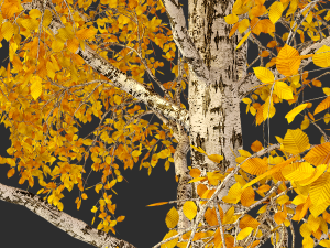 birch tree no 2 3 seasons 3Dモデル