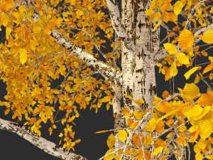 birch tree no 2 3 seasons 3D Model