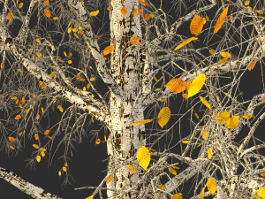 birch tree no 2 3 seasons 3D Model