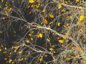 birch tree no 2 3 seasons 3D Model