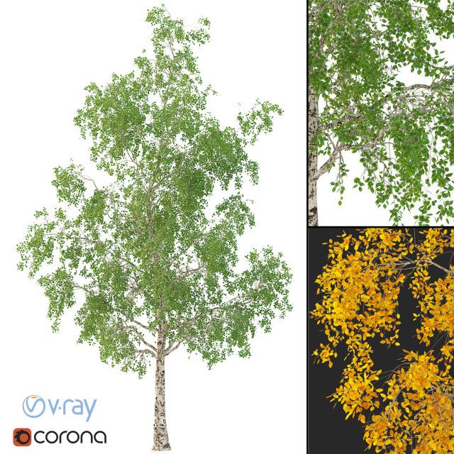 birch tree no 3 3 seasons 3D 모델 .c4d .max .obj .3ds .fbx .stl .blend 